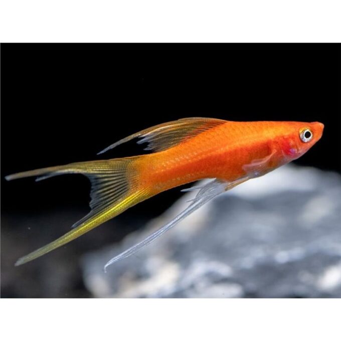 Xiphophorus helleri mix lyretail hifin