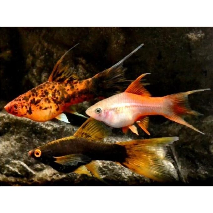Xiphophorus helleri mixture lyra