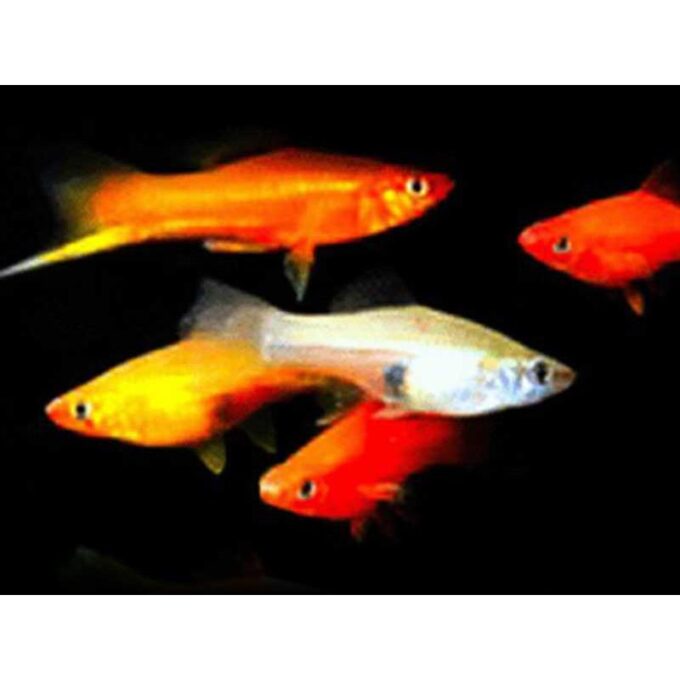 Xiphophorus helleri mixture