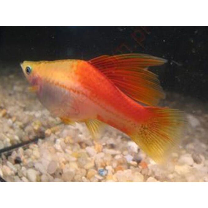 Xiphophorus helleri papagaj