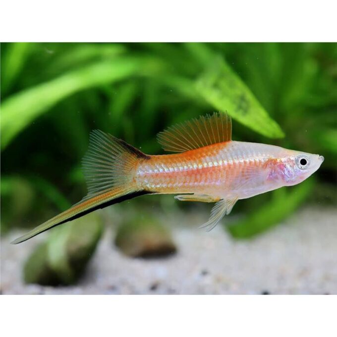 Xiphophorus helleri pineaple