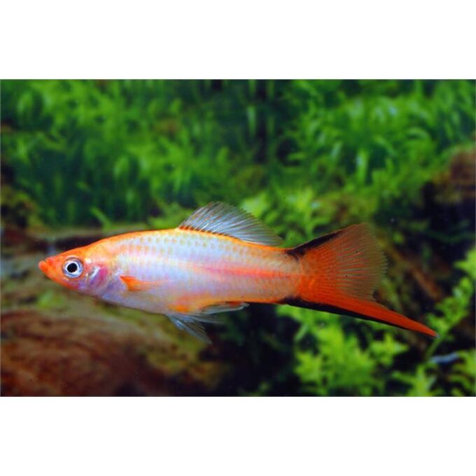 Xiphophorus helleri pineapple neon