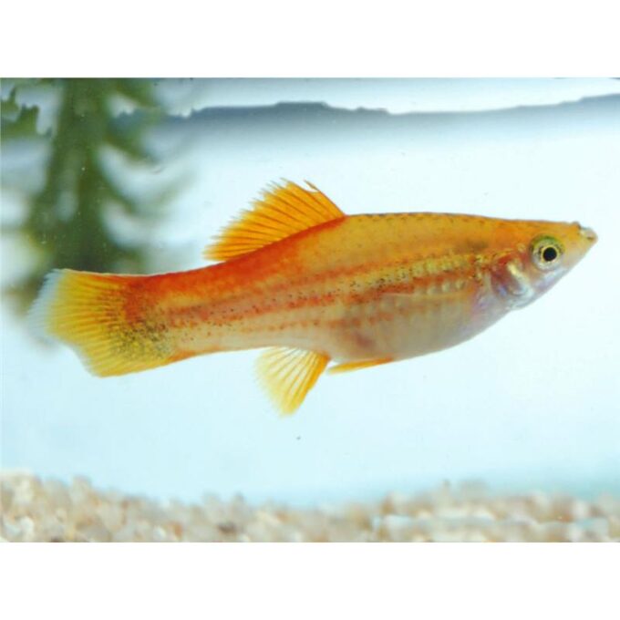 Xiphophorus helleri red gold