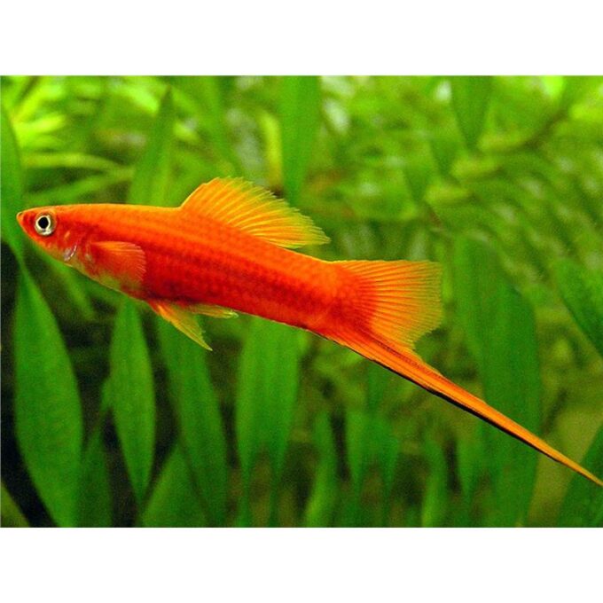 Xiphophorus helleri red simpson