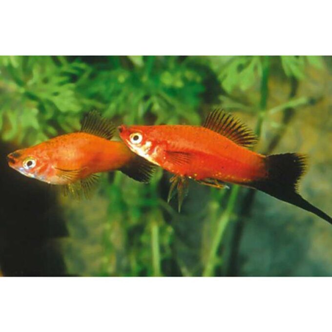 Xiphophorus helleri red wagteil