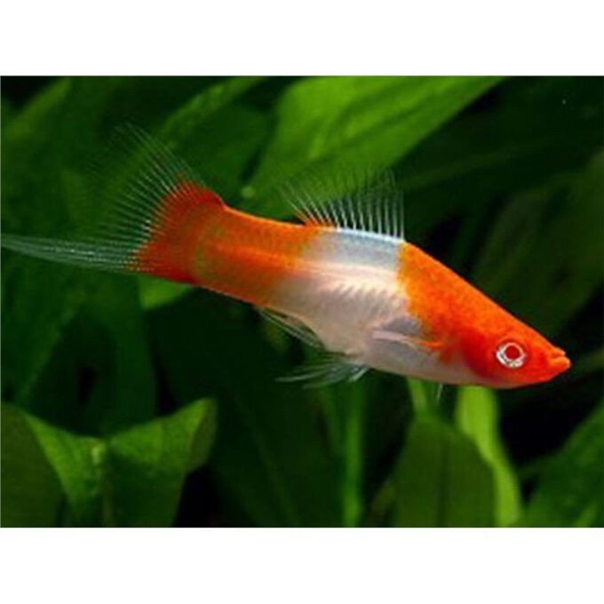 Xiphophorus helleri red & white