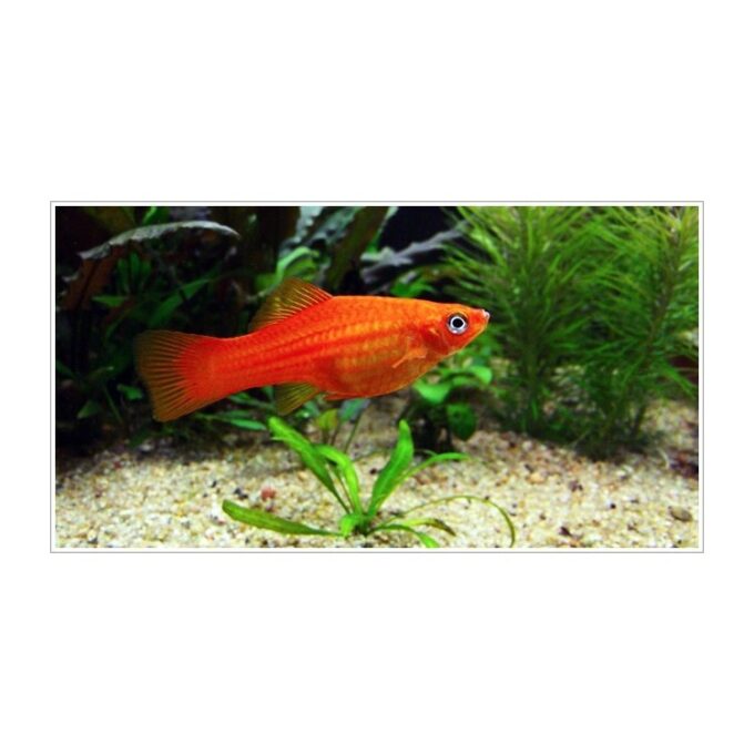 Xiphophorus helleri red