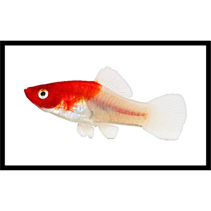 Xiphophorus helleri  santa claus  kohaku