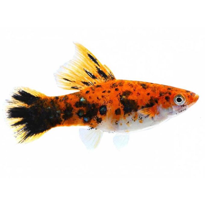 Xiphophorus helleri tricolor