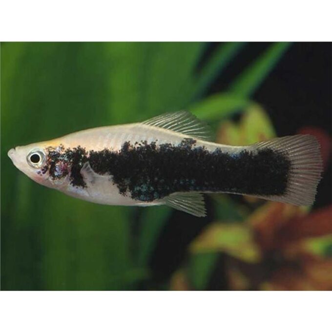 Xiphophorus helleri tuxedo green