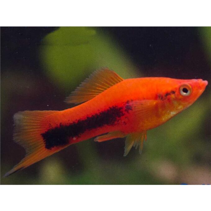Xiphophorus helleri tuxedo
