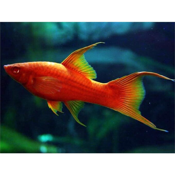 Xiphophorus helleri wien lyra