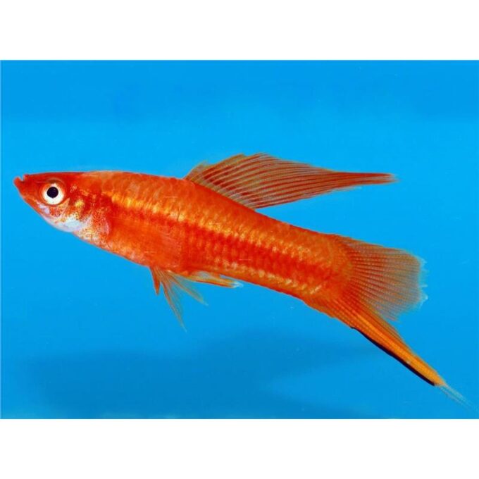Xiphophorus helleri wien simpson