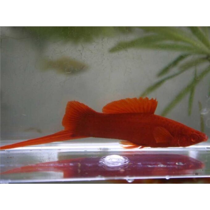 Xiphophorus helleri wien