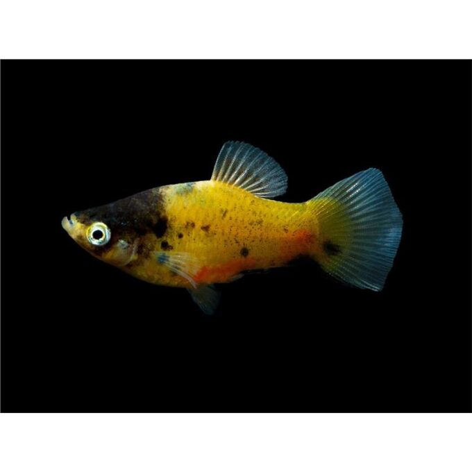 Xiphophorus mac bumble bee