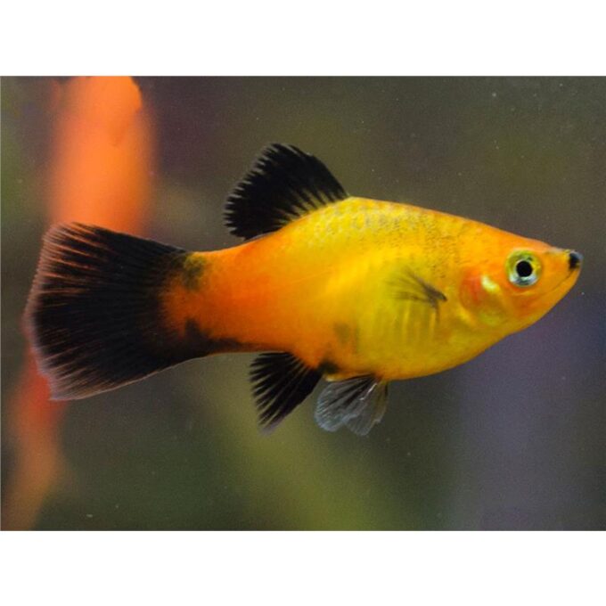 Xiphophorus maculatus apple tricolor hi-fin