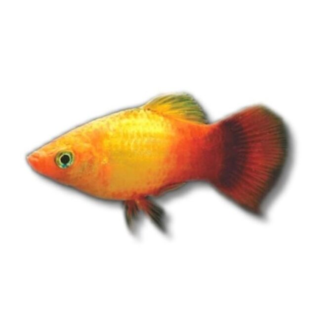 Xiphophorus maculatus apple tricolour