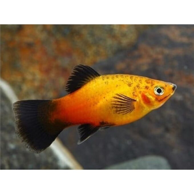 Xiphophorus maculatus apple