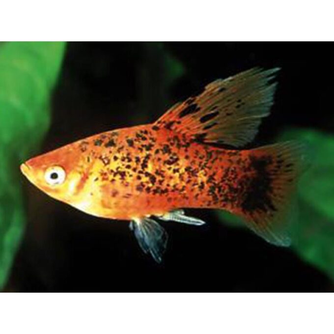 Xiphophorus maculatus berlin