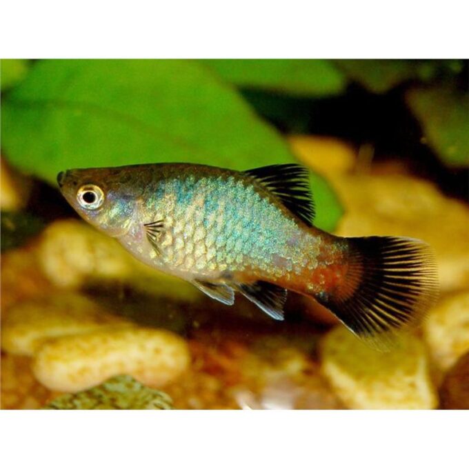 Xiphophorus maculatus black HF