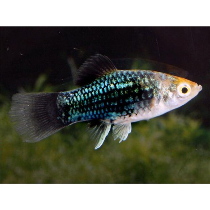 Xiphophorus maculatus black