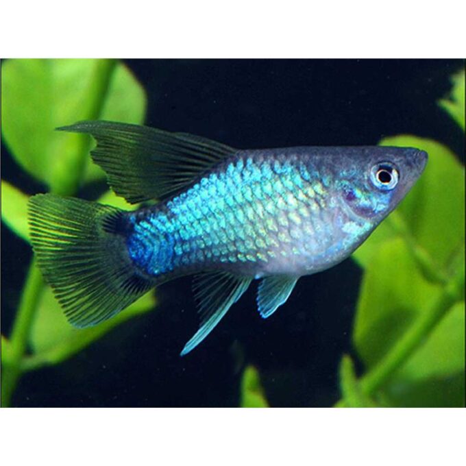 Xiphophorus maculatus blue mickey mouse HF
