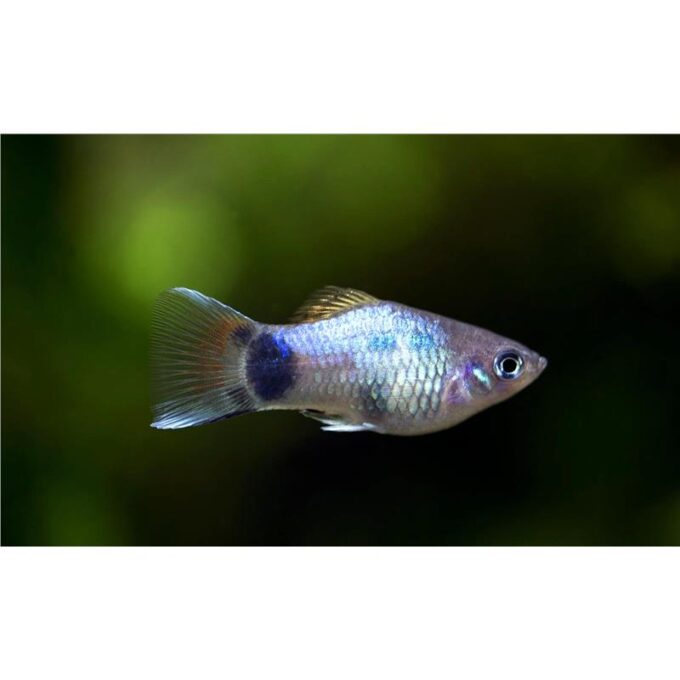 Xiphophorus maculatus blue mickey mouse