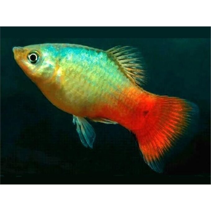 Xiphophorus maculatus blue - red