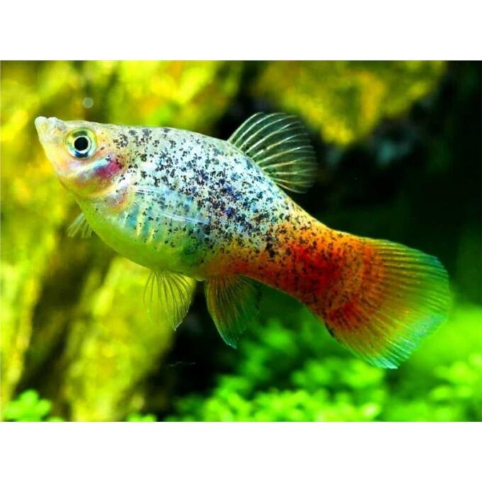 Xiphophorus maculatus calico Blue