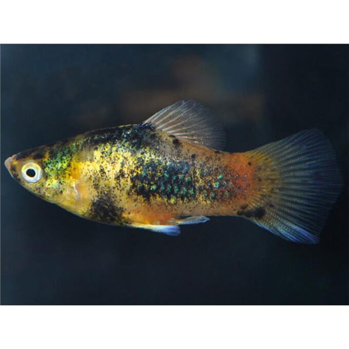 Xiphophorus maculatus calico