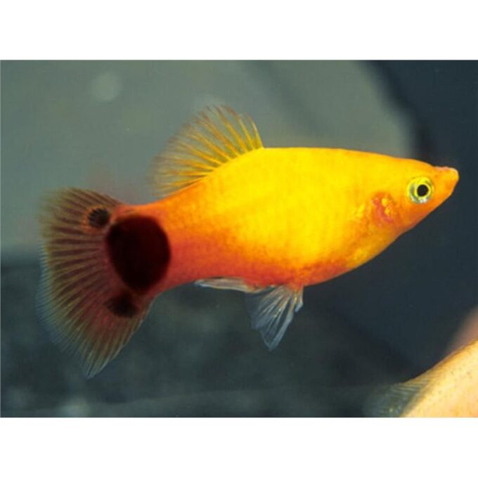 Xiphophorus maculatus caroliana