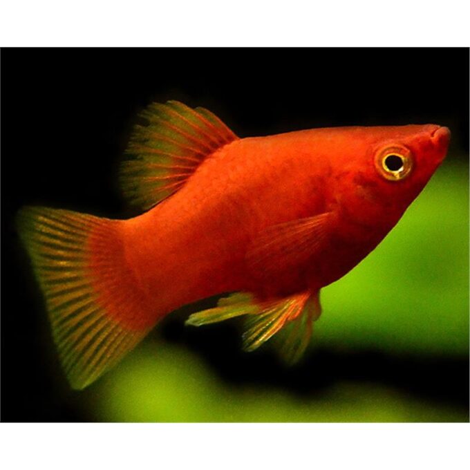 Xiphophorus maculatus coral red
