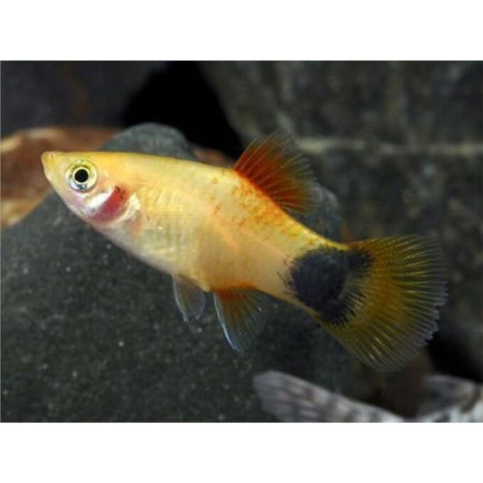 Xiphophorus maculatus Emerald Mickey Mouse (Gold)