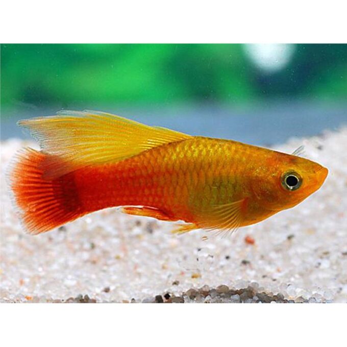 Xiphophorus maculatus german simson hf