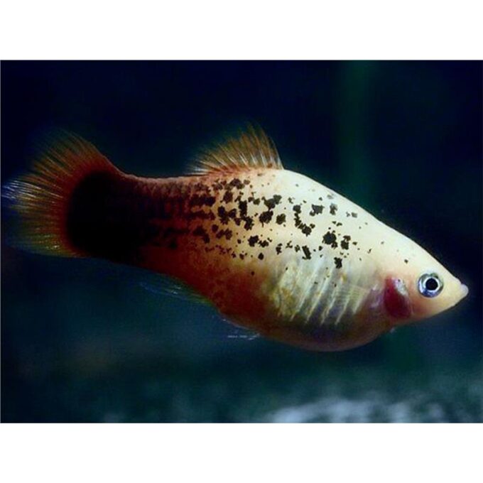 Xiphophorus maculatus germany