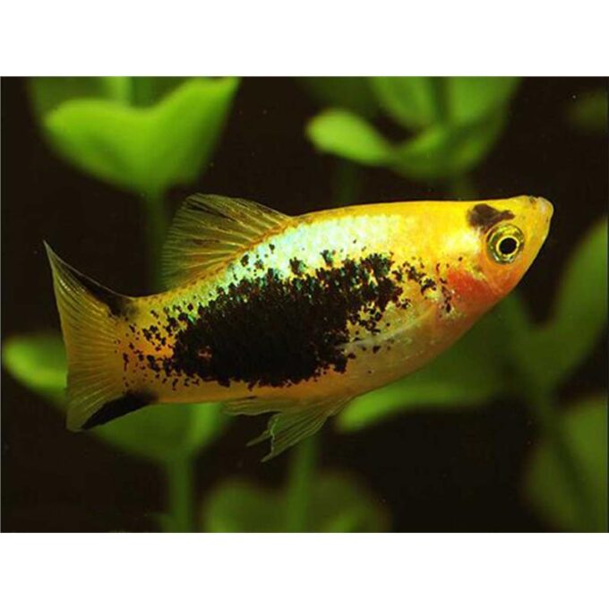 Xiphophorus maculatus Gold Red Tuxedo