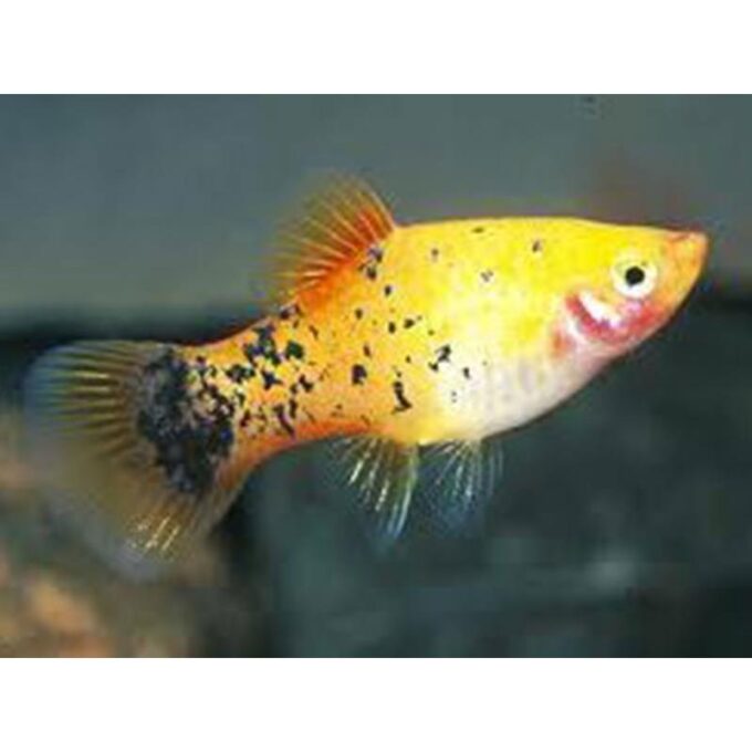 Xiphophorus maculatus golden comet