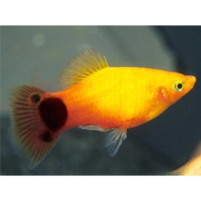 Xiphophorus maculatus golden mickey mouse HF