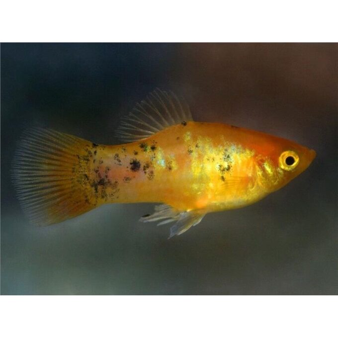 Xiphophorus maculatus golden Speckled
