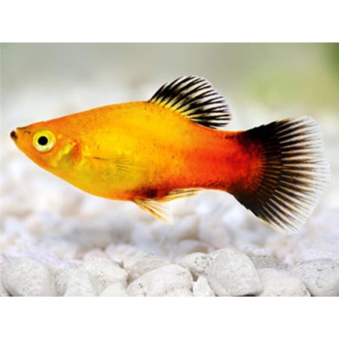 Xiphophorus maculatus golden WG