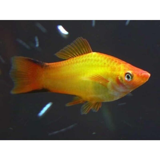 Xiphophorus maculatus kometa