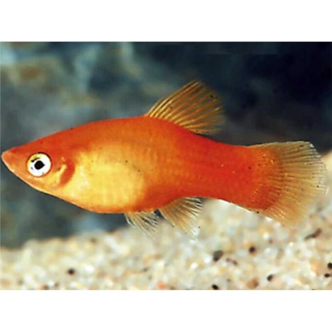 Xiphophorus maculatus mary gold