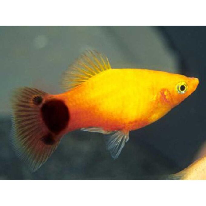 Xiphophorus maculatus mickey mouse gold