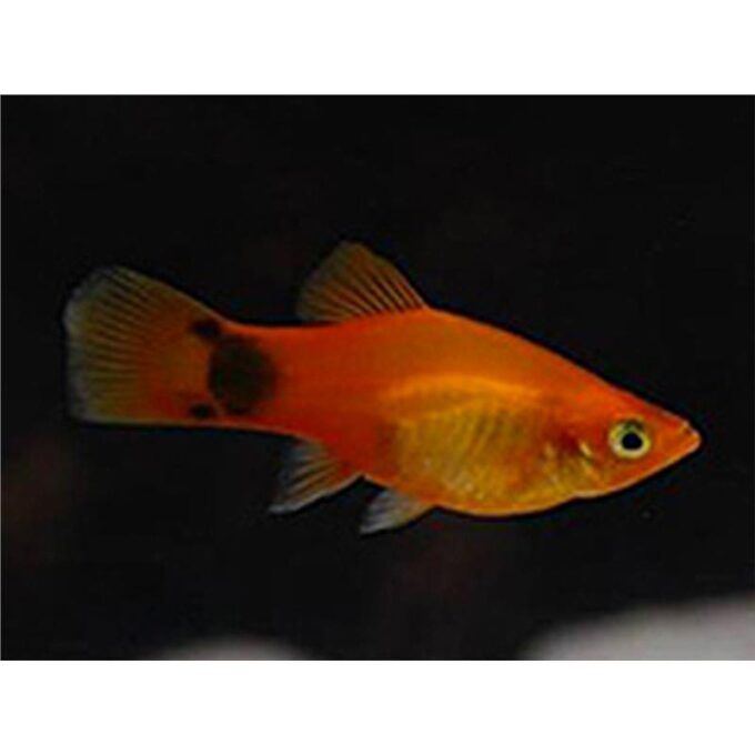Xiphophorus maculatus mickey mouse long fin
