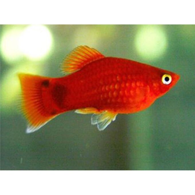 Xiphophorus maculatus mickey mouse red simpson