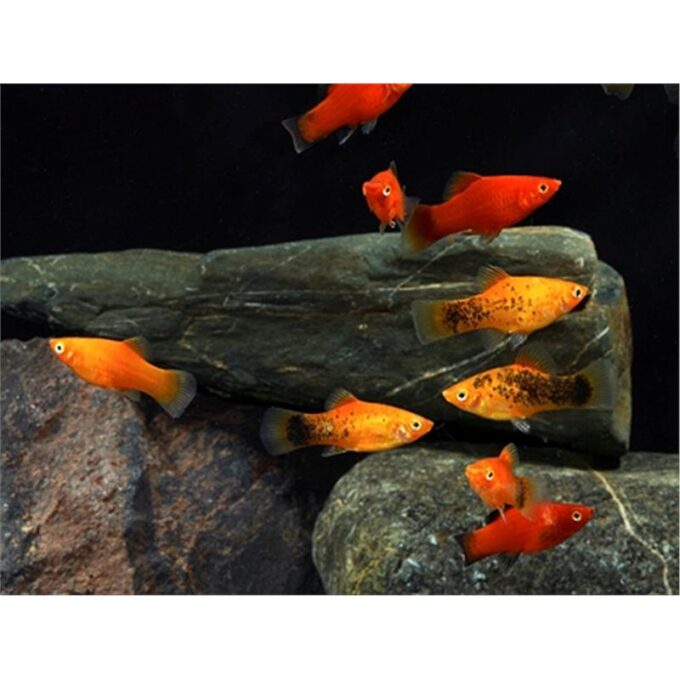 Xiphophorus maculatus mix