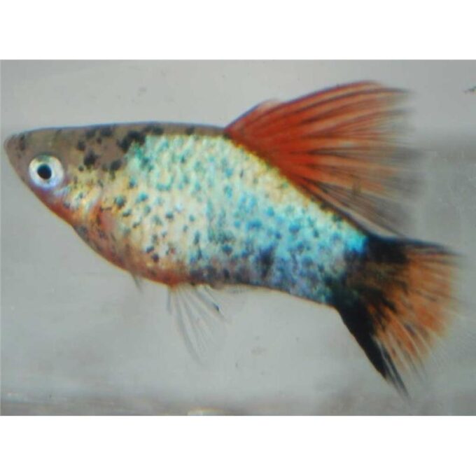 Xiphophorus maculatus moskva