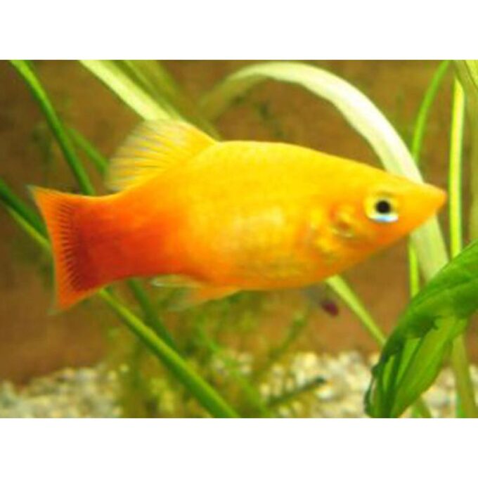 Xiphophorus maculatus neon sunset