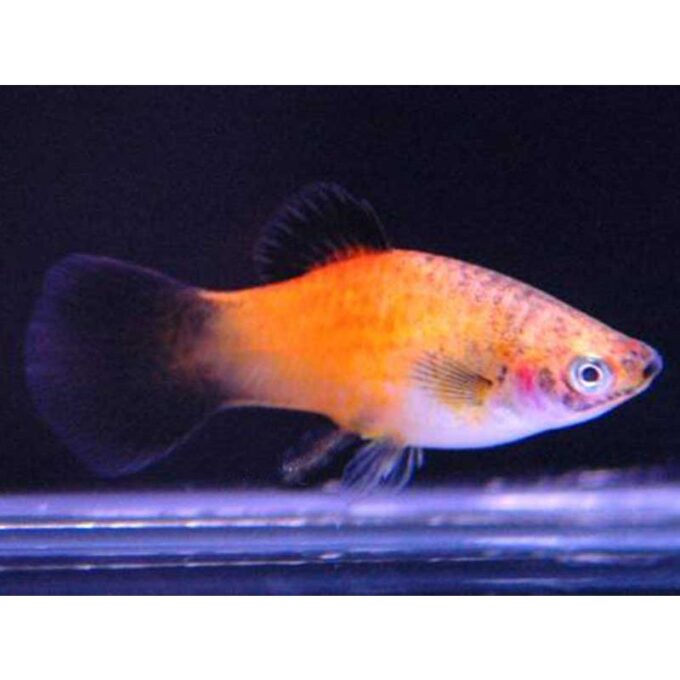 Xiphophorus maculatus pineaple wg