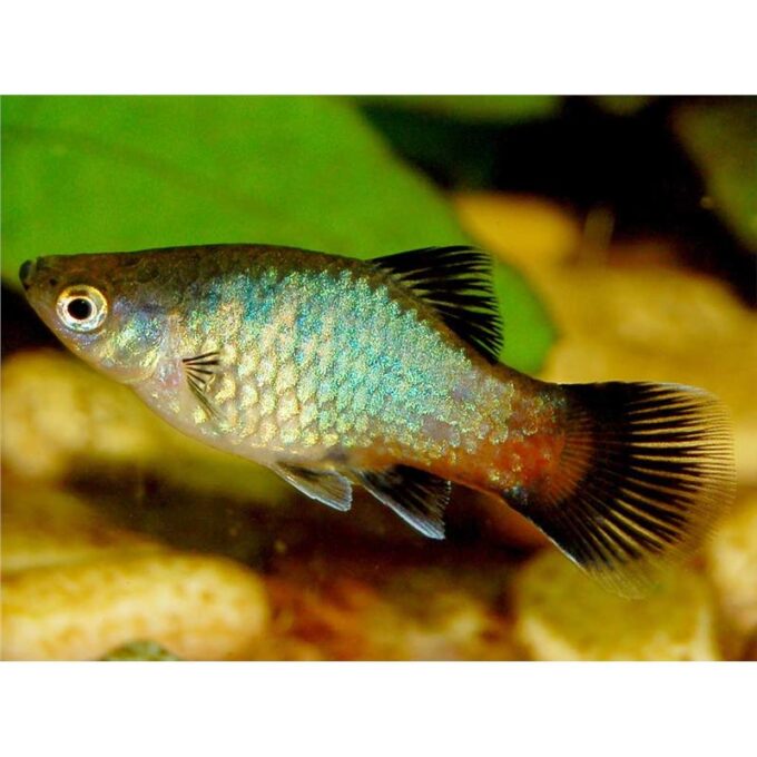 Xiphophorus maculatus rainbow